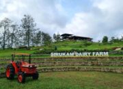 Sirukam Dairy Farm, Objek Wisata Edukasi Peternakan Sapi
