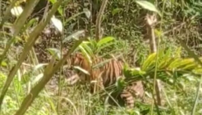 Harimau Sumatera Muncul di Pemukiman Masyarakat Tanjung Beringin Pasaman