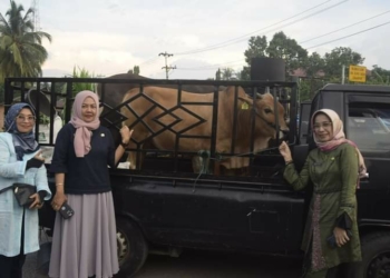 Kerbau dan Sapi Terbaik Sawahlunto Ikut Kontes Ternak PENAS Tani XVI 2023 Padang