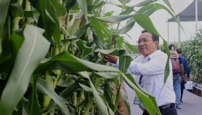 Pertama di Indonesia! Syngenta Luncurkan Benih Jagung Bioteknologi di Acara Penas Tani XVI
