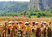 Panen Raya, Gempita Sumbar Dorong Pemerintah Daerah Serius Manfaatkan Lahan Terlantar