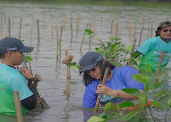 Peringati Hari Lingkungan Hidup, Biofarma Group Tanam 5.500 Mangrove di Subang Jabar