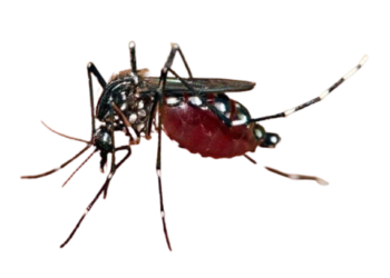 Warga Diimbau Waspada DBD Saat El Nino