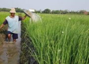Serapan Anggaran OPD Pertanian Pemprov Sumbar Tak Capai 95 Persen
