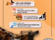Sumbar Masuk Daerah Rawan KLB Rabies