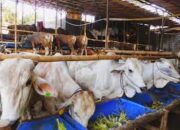 Iduladha, 70 Persen Hewan Kurban Pasbar Milik Peternak Lokal