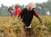 Harga Gabah Tertinggi di Kabupaten Solok