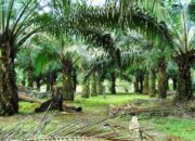 550 Hektare Lahan Sawit Masyarakat Pessel Diremajakan Tahun Ini