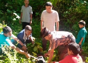 Warga Nagari Muara Tais Sembelih Hewan Kurban dari Anggota DPR RI Nevi Zuarina