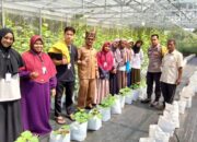 Mahasiswa S2 Universitas Taman Siswa Padang Berhasil Budidaya Melon Madu di Nagari LNP Padang Pariaman