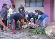 Keluarga Besar UPGRISBA Kurban 12 Ekor Sapi, Ratusan Kupon Dibagikan ke Masyarakat