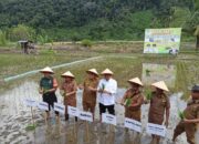 Pasaman Barat Optimistis Capai Target Produksi Padi