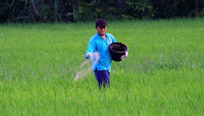 Produksi Padi Padang Capai 51 Ribu Ton