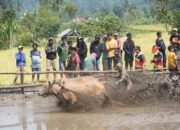 Daya Tarik Wisatawan Mancanegara, Alek Nagari Pacu Jawi Tingkatkan Perekonomian Tanah Datar