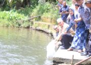 Pokir Daliyus K, 35 Ribu Ekor Bibit Ikan Garing di Pasbar Disalurkan untuk 11 Pokmaswas 