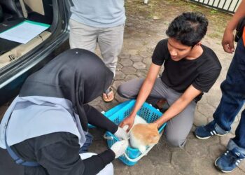 Tidak Ada Warga Meninggal Digigit Anjing, Kepala Puskesmas Pauh Padang Pastikan Itu Berita Hoaks!