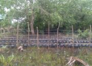 Kelompok Peduli Mangrove di Pasbar Terima Bantuan Budidaya Kepiting Bakau