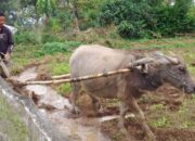Pasona Bajak Kabau “Vs” Kabau Japang