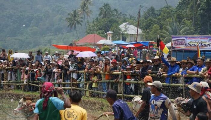 Alek Pacu Jawi Makin Bergairah di Tanah Datar Berkat Program Bupati “Satu Nagari Satu Iven”