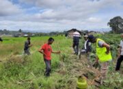 10 Hektare Lahan Pertanian di Agam Diserang Hama Tikus