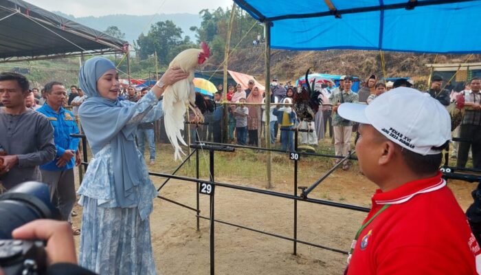 Ayam Gadang se-Sumatera Barat Beradu Suara Merdu di Kontes “Ayam Kukuak Balenggek” Nagari Salimpek Solok