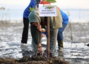 BNPB dan Pemprov Sultra Tanam 7.000 Bibit Mangrove untuk Kurangi Risiko Bencana