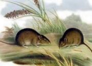 Pemkab Tanah Datar Kendalikan Populasi Hama Tikus