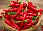 Dinas Pertanian Sumbar Siapkan Langkah Tekan Kenaikan Harga Cabai