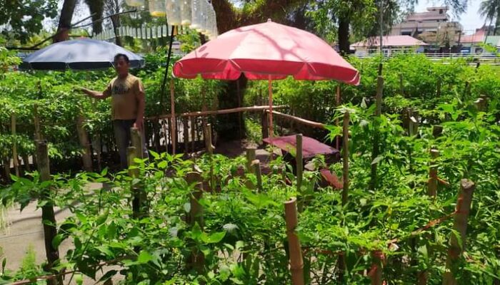 Inovasi Jadi Pundi, Pedagang Minuman Ini Tanam Cabe di Tempat Jualanya Pondok Santai Muaro Pariaman