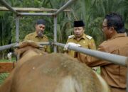 Agam Optimalkan Vaksinasi Hewan Ternak