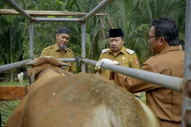 Bupati Agam dan rombongan melihat peternakan sapi di daerah itu, Rabu (1/11). IST