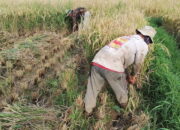 Pemprov Sumbar Dukung Program MBG, Bakal Dongkrak Produk Pertanian Lokal