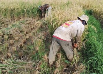 Penyuluh Pertanian Kota Solok Dievaluasi Secara Berkala