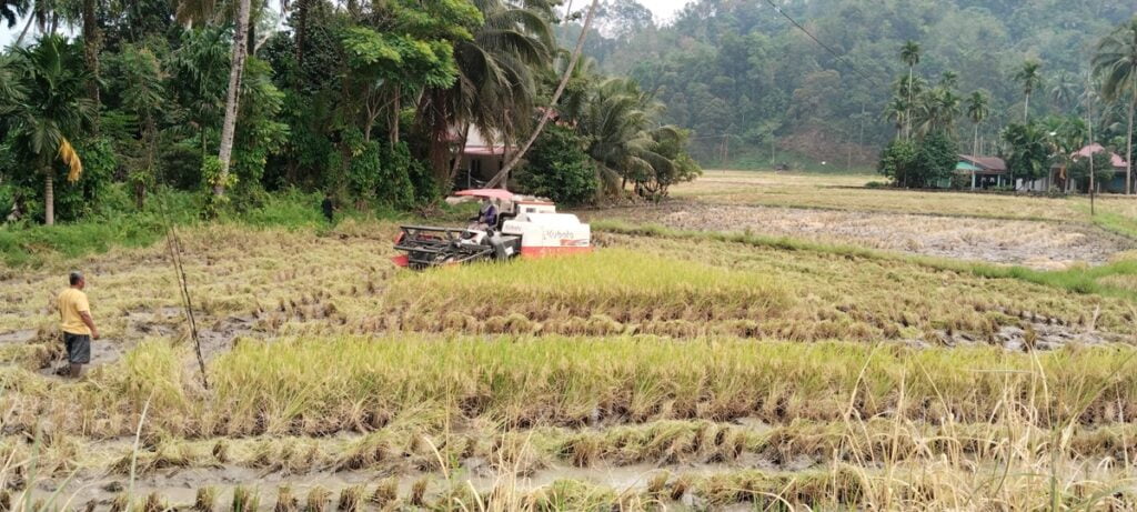 Dinas Pertanian Kota mencatat jumlah lahan sawah di Padang menyusut hingga 1.000 hektar dalam lima tahun terakhir.