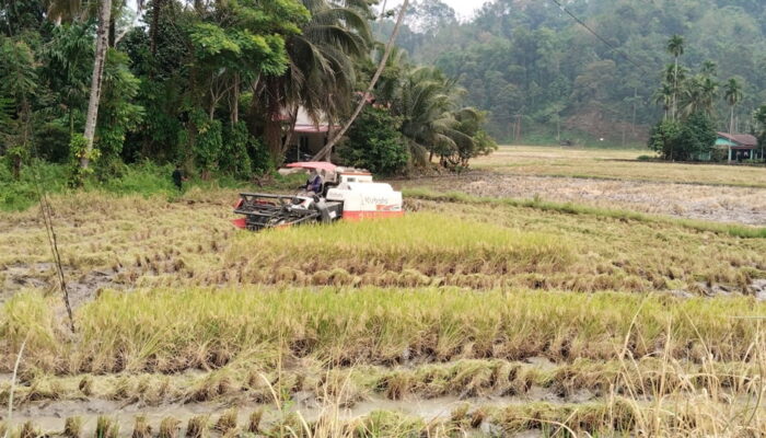 Produksi Padi Kota Padang Turun