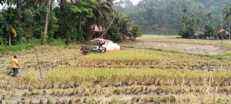 Kementrian Pertanian atau Kementan memberikan penambahan kuota pupuk bersubsidi untuk Sumatra Barat menjadi 250 ribu ton. 