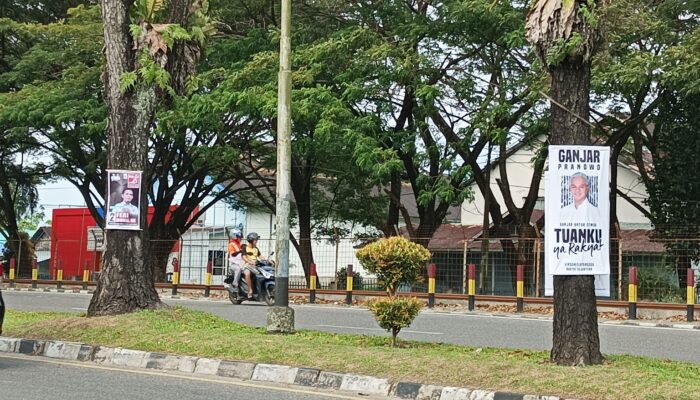 Langgar Aturan KPU, Timses  Caleg-Capres Mulai Paku Pohon Pelindung di Kota Padang