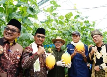 Satu-satunya di Sumbar, Bupati Eka Putra Panen Melon di SMK N 2 Batusangkar