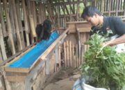 Dulu Dihina, Kini Hendra Sukses Beternak Kambing