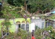 Cuaca Ekstrem, Pohon Tumbang Timpa Empat Rumah di Kota Padang