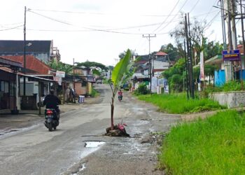 Sindir Pemerintah Provinsi, Warga Tabek Patah Salimpaung Tanam Pohon Pisang di Jalur Batusangkar-Bukittinggi
