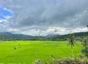 Jadi Agrowisata dan Punya Koleksi Hortikultura, Yuk Intip Keindahan dan Potensi Sawah Baruah Talawi Hilie!