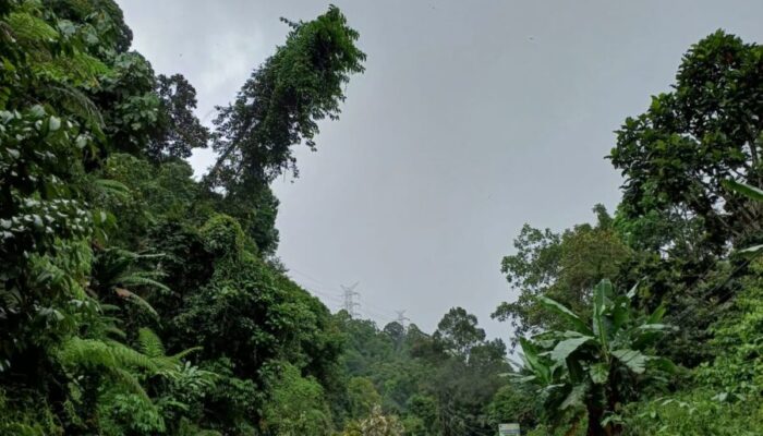 Akibat Longsor dan Pohon Tumbang, Jalinsum Lumpuh Selama dua Jam di Kecamatan Tanjung Gadang
