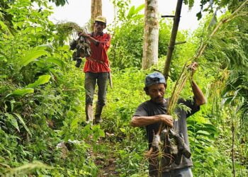 Dibantu Bibit Semen Padang, Kelompok Tani Tanjuang Gadang Tanam 10.000 Kaliandra Merah