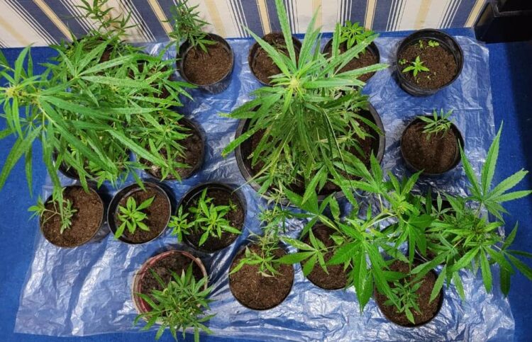 Ganja