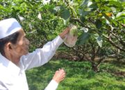 Serunya Memetik Jambu Biji Merah di Agrowisata Ariza Farm