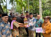 Kontes Ternak “Kabau Gadang” Tradisi Sebelum Lebaran di Padang Pariaman