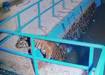 Harimau Muncul di Saluran Air PT PLTMH di Nagari Kajai