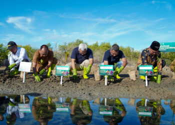 Indosat Optimalkan Teknologi untuk Konservasi Mangrove di Aceh
