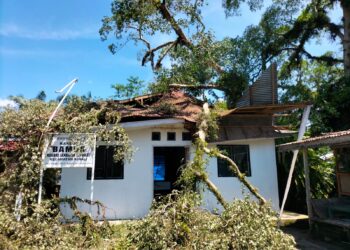 Kantor Bamus Nagari Langgam Sepakat Nyaris Ambruk oleh Pohon Tumbang